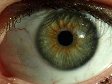 los colores de ojos más raros del mundo infobae