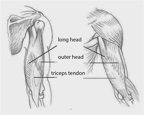 long head   triceps muscle profiles steroids