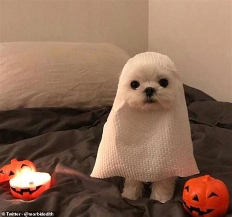 pet owners share  latest snaps   dogs including   spooky puppy daily mail
