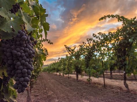 vine  wine  life cycle   grape  visit napa valley blog