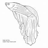 Betta Fish Coloring Color Drawings Pages Line Beta Drawing Sketch Own Tattoo Fighting Siamese Draw Tropical Male Printable Designlooter Kids sketch template