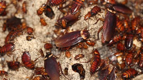 cockroach genome  mighty secrets   york times