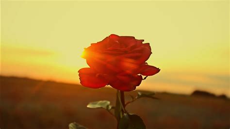 gorgeous red rose  sunset backdrop stock footage sbv