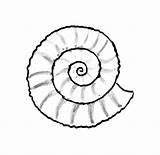 Shell Seashell Drawing Nautilus Line Getdrawings Draw Sea Clipartmag sketch template