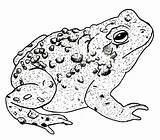 Toad Drawing Drawings Frog Ink Horned Detailed Toads Tattoo Tattoos Getdrawings sketch template