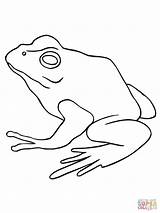 Coloring Bullfrog 25kb 1600px 1200 sketch template