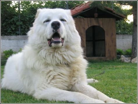 siberian mountain shepherd dogpet  gallery dog pet