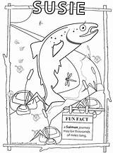 Coloring Pages Salmon Animal Animals sketch template