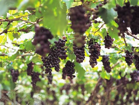 growing concord grapes history  grapevines