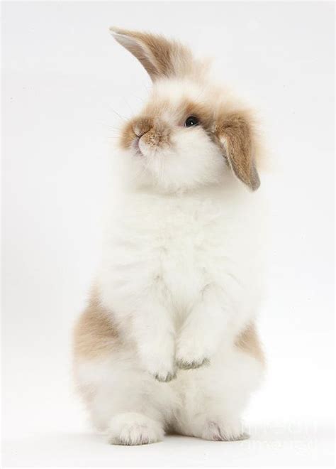 fluffy rabbits google search urban chicy bun nies pinterest  young rabbit  legs