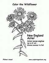 Aster Coloring Flower Pages Printable York Citing Print Coloringhome Reference sketch template