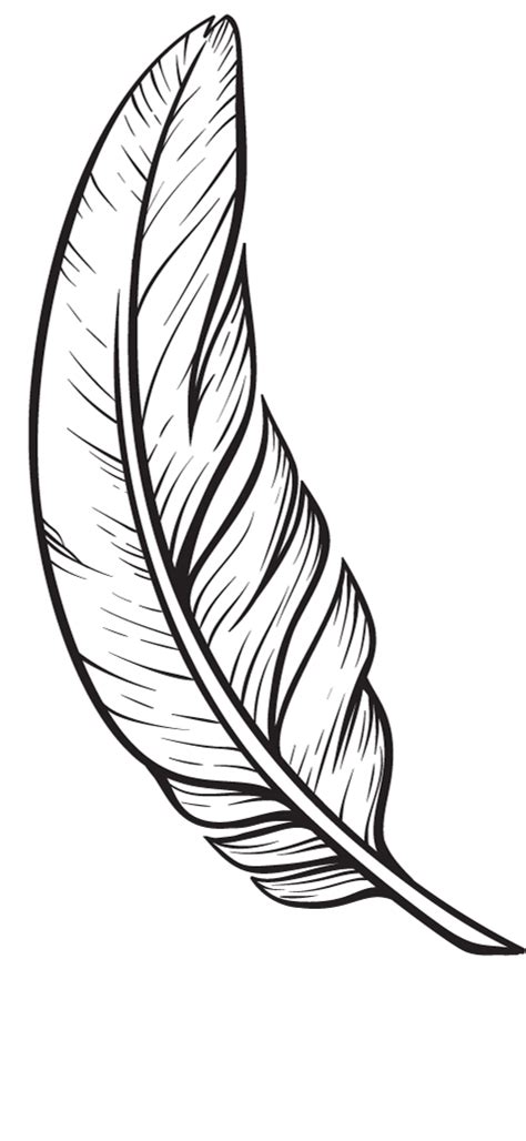 amazon     bird feathers  art coloring pages