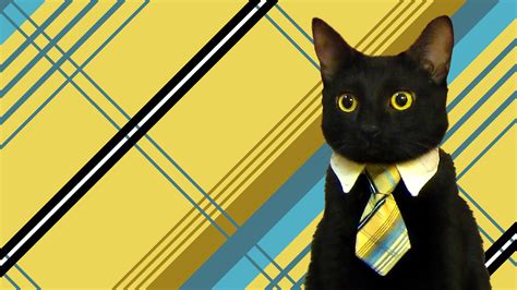 tribute  original business cat rcatsinbusinessattire