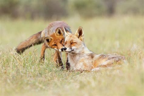 foxy love mother fox and fox kit photograph by roeselien raimond