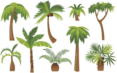 whats  difference  coconut tree  palm tree