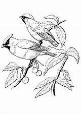 Vogels Vogel Birds Ausmalbilder Malvorlage Dieren Maak Persoonlijke Zo Stimmen Kleurplatenenzo sketch template