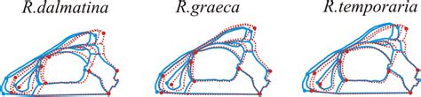 sexual dimorphism in the cranial shape of the brown frog species