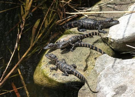 Art Lander’s Outdoors The American Alligator An Iconic Native Species