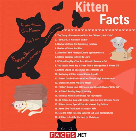 top  kitten facts birth behavior development  factsnet