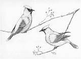 Cedar Wings Wax Clipart Bird Drawing Clipground Waxwing Getdrawings sketch template