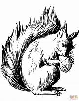 Squirrel Coloring Nuts Eating Squirrels Pages Printable Public Domain Drawing Supercoloring Categories sketch template