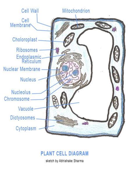 plant cell diagram  label beautiful parts   cell plant cell plant  animal cells
