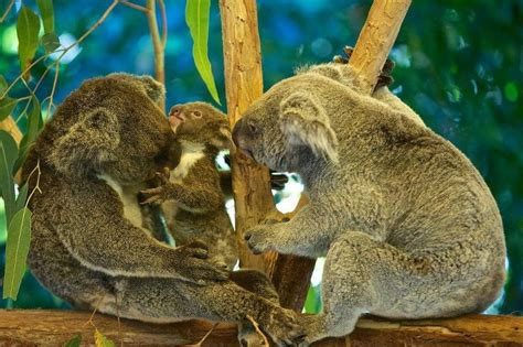 koala family endless love pinterest