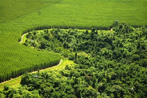plantations land grab  foundation  inclusive green growth ecological