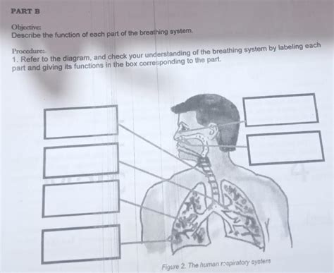 objectivedescribe  function   part   breathing system