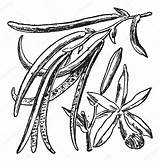 Vanille Planifolia Gravure Vectorielle Morphart Template sketch template