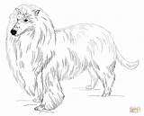 Collie Coloring Pages Long Rough Haired Draw Drawing Dog Printable Bearded Color Print Step Dogs Adults Colly Base Drawings Online sketch template