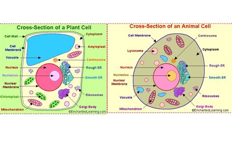 animal cell diagram drivenhelios