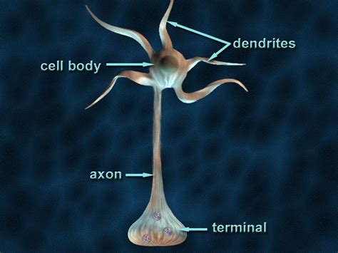 axons physiopedia