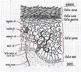 Epidermis Struktur Tekening Structuur Menselijke Menschlichen Piel Langerhans Zelle sketch template