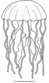 Medusa Crostacei sketch template