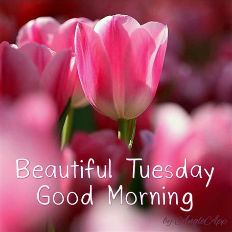beautiful tuesday good morning pictures   images