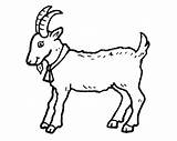 Billy Goats Gruff Coloring Three Pages Printables Popular sketch template