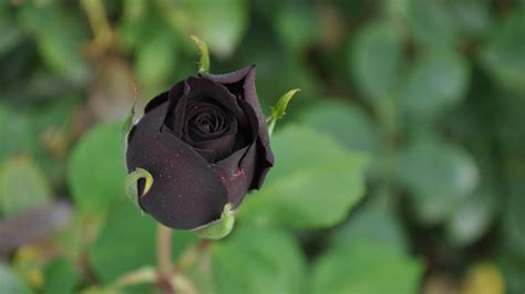 black rose history symbolism cultivation  varieties