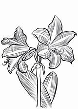 Amaryllis Flower Supercoloring sketch template