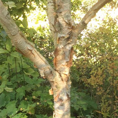 common species  birch trees rhythm   home