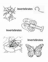 Coloring Invertebrates Vertebrates sketch template