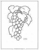 Grapes Adron Vine sketch template