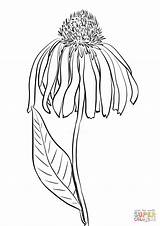 Coneflower Echinacea sketch template