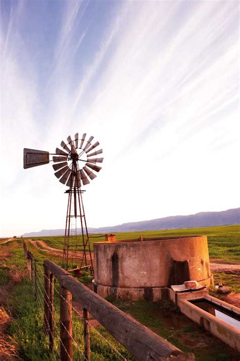namaqualand south africa   wild flowers grow windmill