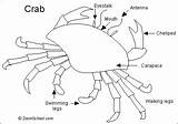 Crab Crabs Learning Enchanted Preschool Color Diagram Exoskeleton Enchantedlearning Kindergarten Parts Crustaceans Facts Click Shell Selected Region Crafts Ocean Subjects sketch template