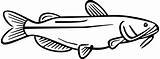 Catfish Channel Fish Template Nebraska State Coloring sketch template