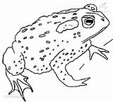 Coloring Toad Cane Frog Designlooter Drawings sketch template