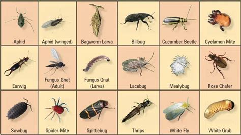 gnat identification chart   trappify