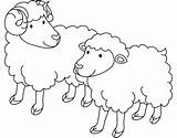 Colorear Oveja Owieczki Ovejas Owca Macho Kolorowanka Rams Hembra Rysunek Dwie Gregge Pecore Druku Kolorowanki Ewe Sheeps Supercoloring Wydruku Malowankę sketch template