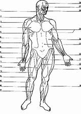 Muscles Coloringhome Library Clipart 1207 Svg Anatomi Bulkcolor sketch template